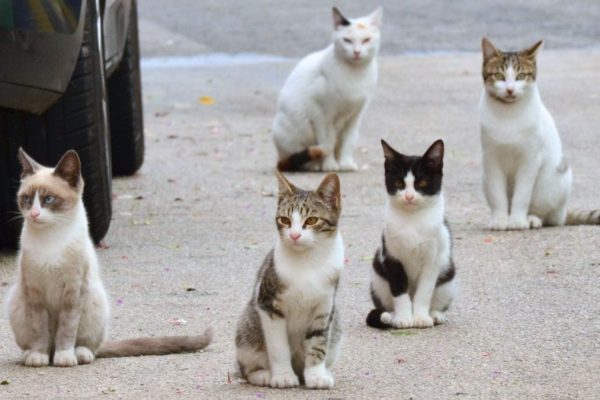 gatos-callejeros-02