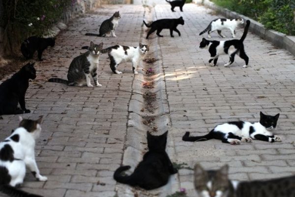 gatos-callejeros-03