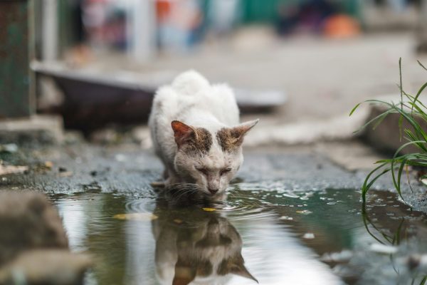 gatos-callejeros-05