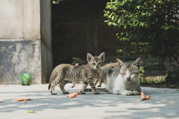 gatos-callejeros-06